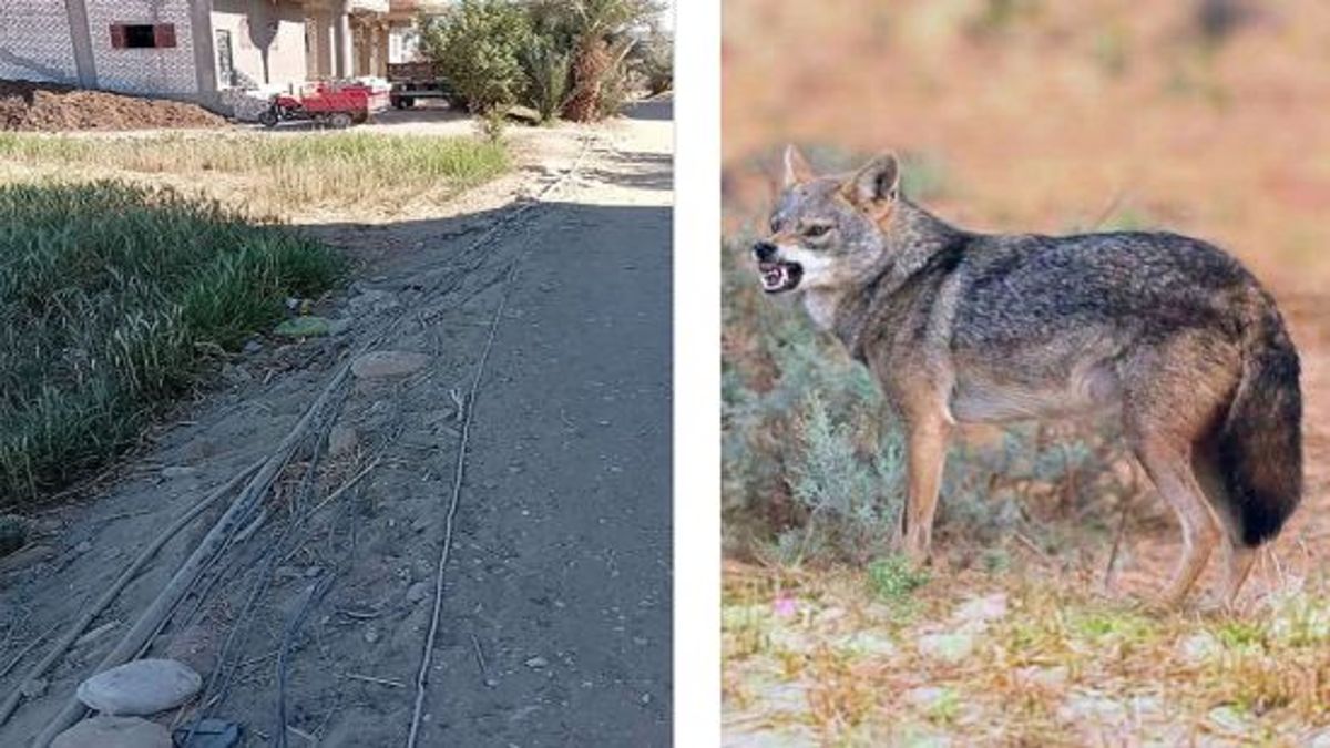 كابوس يومي في قنا، ذئاب وأفاعٍ وكهرباء مكشوفة