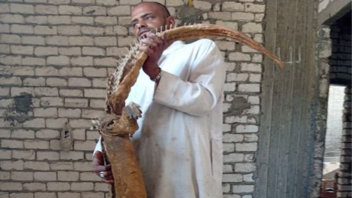 تعليق الورل على المنازل عادة مثيرة للجدل تنتشر في الصعيد المصري