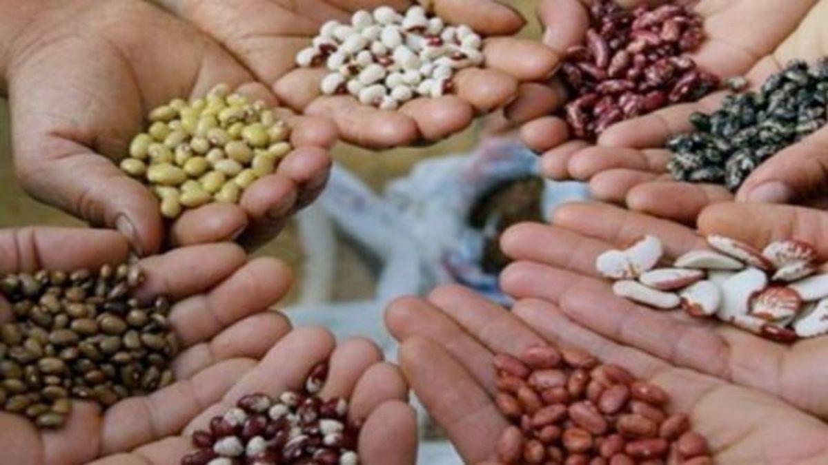 هل تنهي مصر أزمة الاعتماد على البذور المستوردة؟