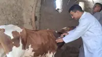 مصر: محافظة قنا تنطلق في حملة تحصين الماشية