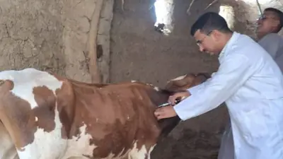 مصر: محافظة قنا تنطلق في حملة تحصين الماشية