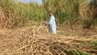 أزمة القصب تشعل غضب المزارعين في مصر