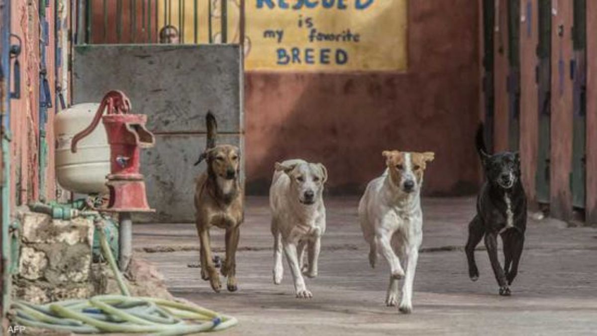 بورسعيد تدشن مأوى حكومياً للكلاب الضالة ضمن خطة وطنية طموحة