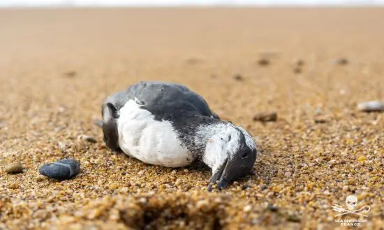 des oiseaux morts tombent du ciel en France