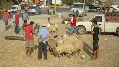الثروة الحيوانية في خطر بتونس