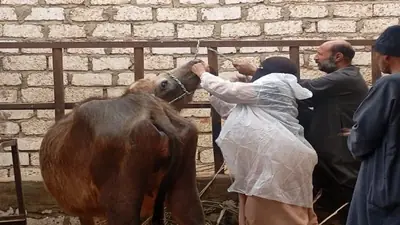 تحرك عاجل لتحصين المواشي من الحمة القلاعية