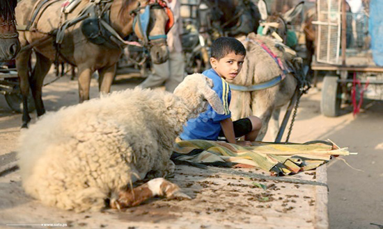 أسواق غزة تخلو من الخرفان  في العيد الإضحى
