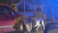 القبض على أسد هرب من سيرك في روما
